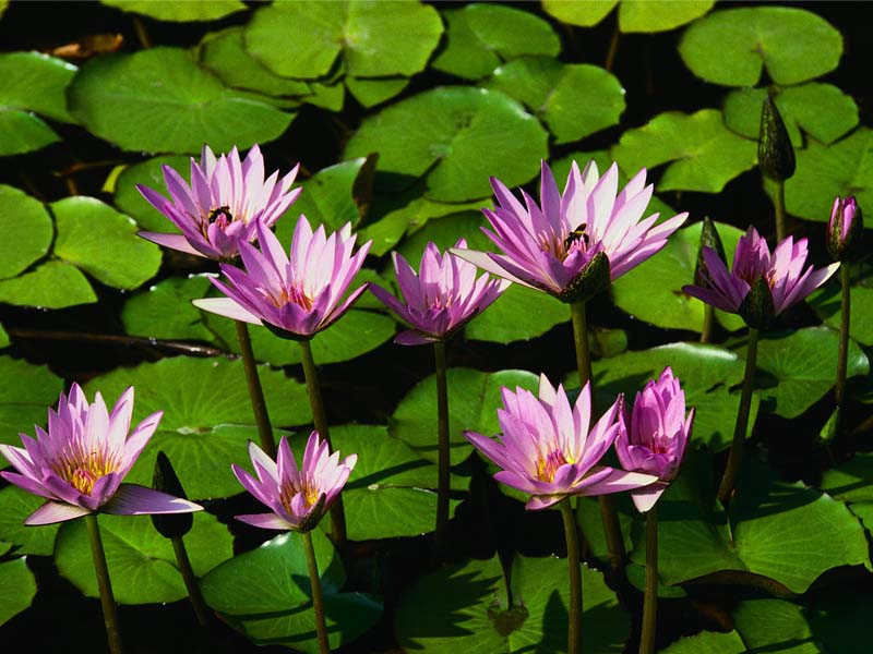 Water lillies.jpg